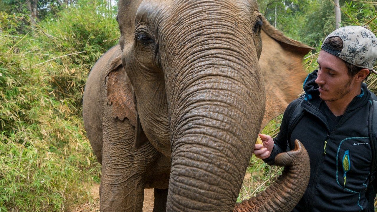 Ou voir des éléphants au Cambodge et à quel prix ? Blog voyage