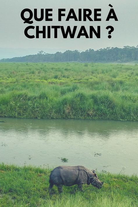 Que faire au national park de Chitwan ? Blog voyage